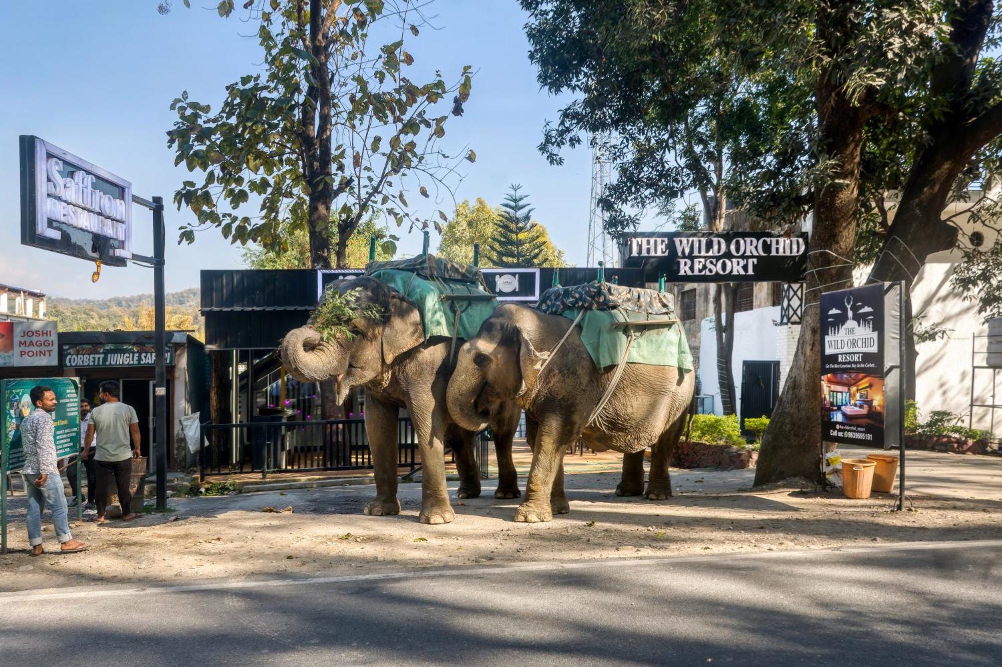 The Wild Orchid Resort Corbett Ramnagar Exterior foto